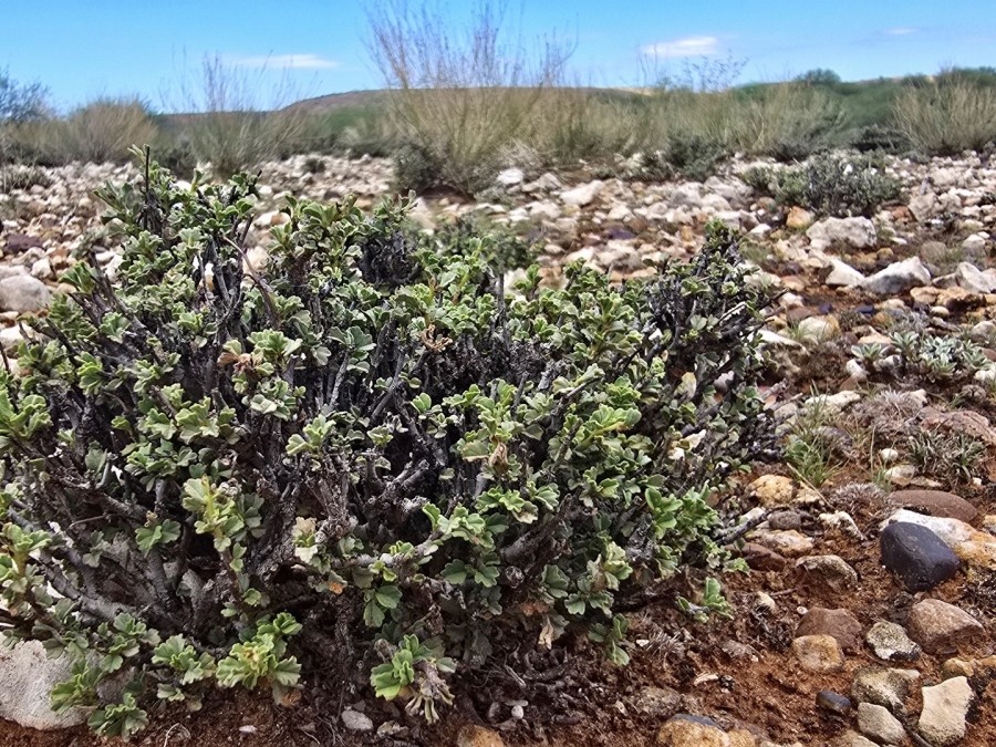 Commercial Property for Sale in Griekwastad Rural Northern Cape